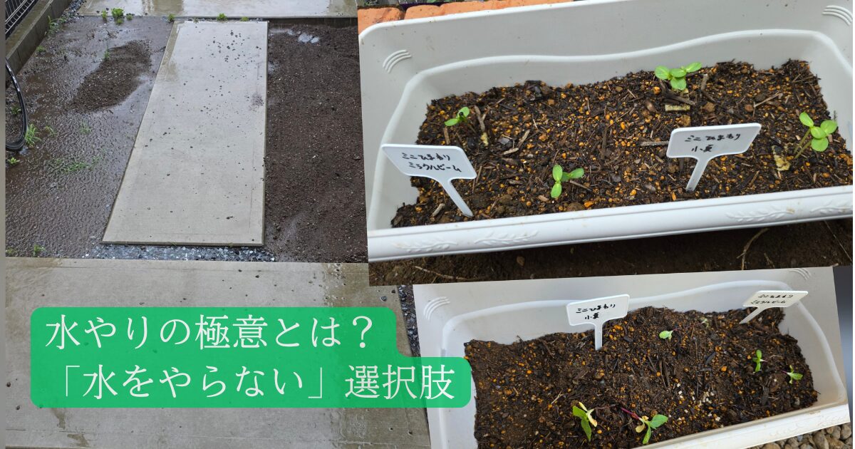 ブログアイキャッチ。水たまりになった土壌の比較画像、プランターに植えたミニひまわり、それが倒れてしまった写真をコラージュにした画像に「水やりの極意とは？「水をやらない」選択肢」というテキストが埋め込まれている。