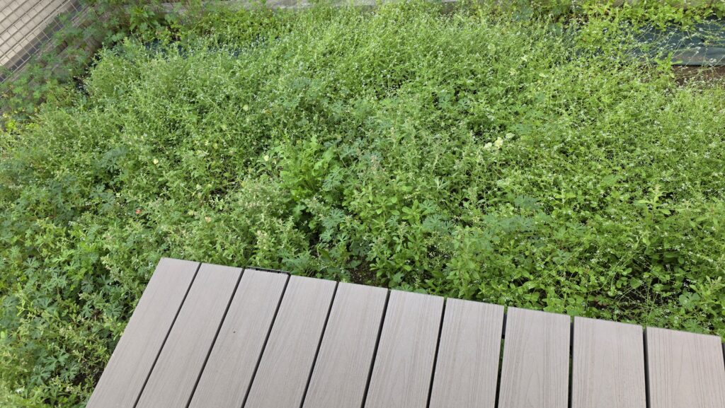 雑草が伸び放題になって青々とした庭の様子