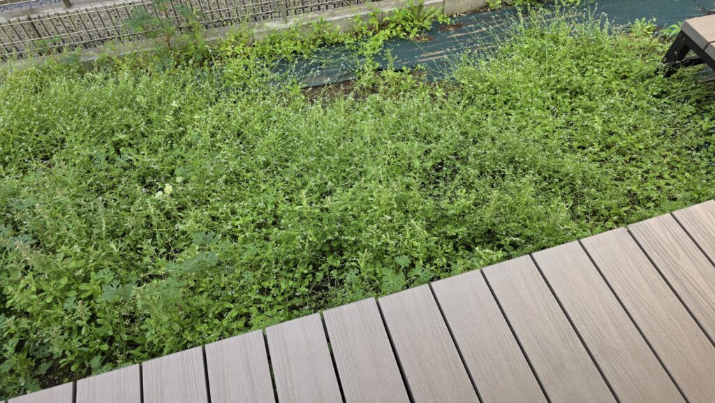 雑草が伸び放題になって青々とした庭の様子
