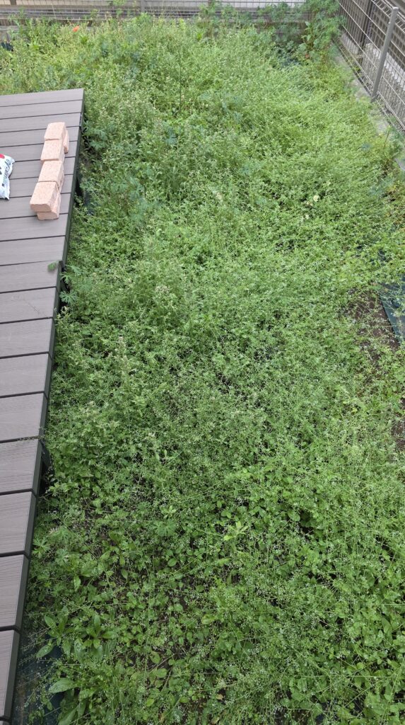 草むしりをする前の庭の状態。雑草で溢れかえっている。