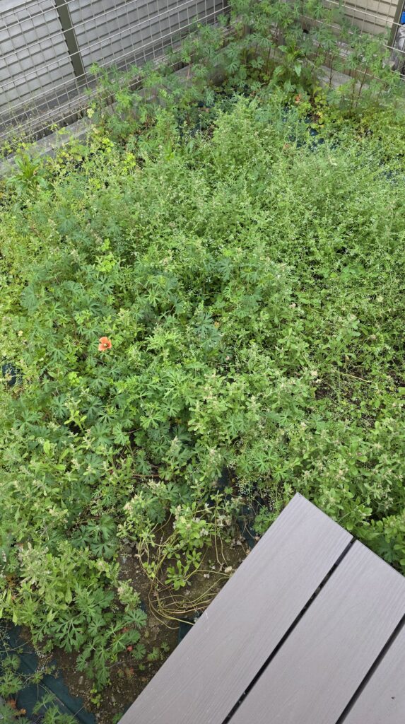 草むしりをする前の庭の状態。雑草で溢れかえっている。