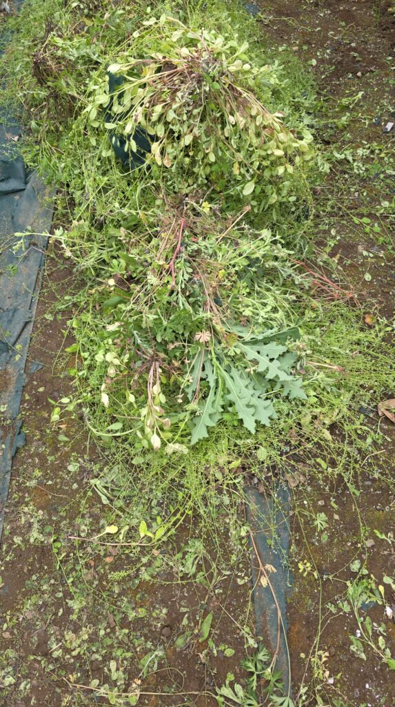 抜いて積み上げた雑草。山になるほどたくさん生えていた。