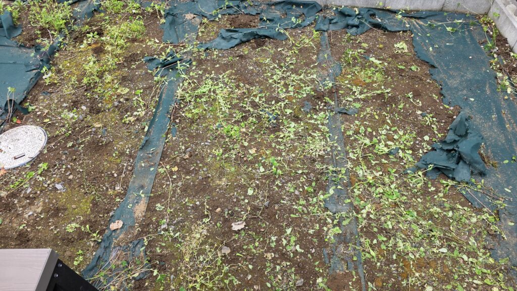 草むしりをして地面が見えるようになった庭の様子。