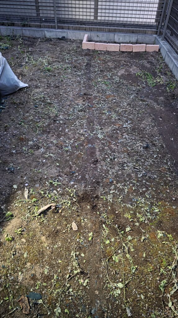 防草シートを全て取り払って地面が完全に見えるようになった庭の一角。アンティークレンガを試し置きしている。