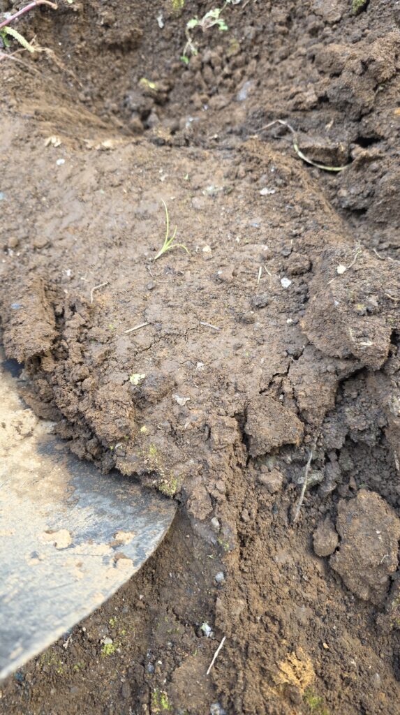 土の様子が分かるようにアップで撮った写真。かなり大きくまとまった粘土質の土になっている。