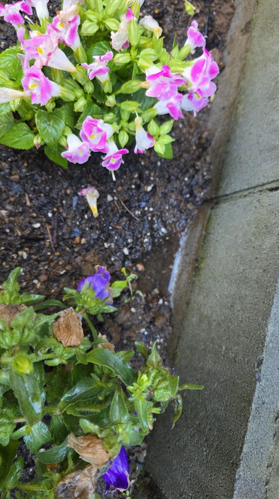 花壇に水やりをした後の地面の様子。水はけが悪く、じょうろでちょっと水をやっただけなのに水たまりが出来ている。