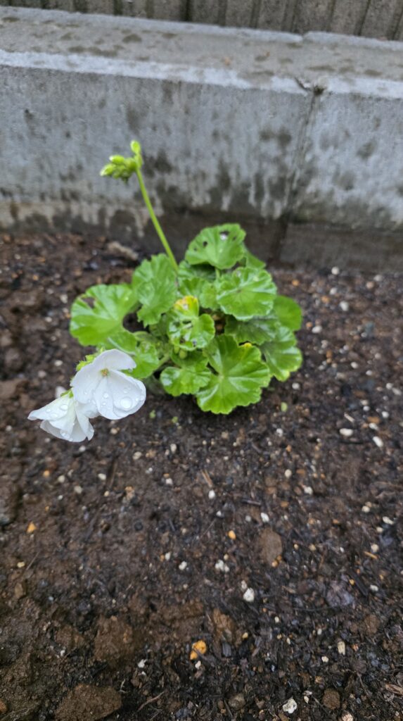 ずっと蕾だったゼラニウムが花開いた。真っ白な花びら。