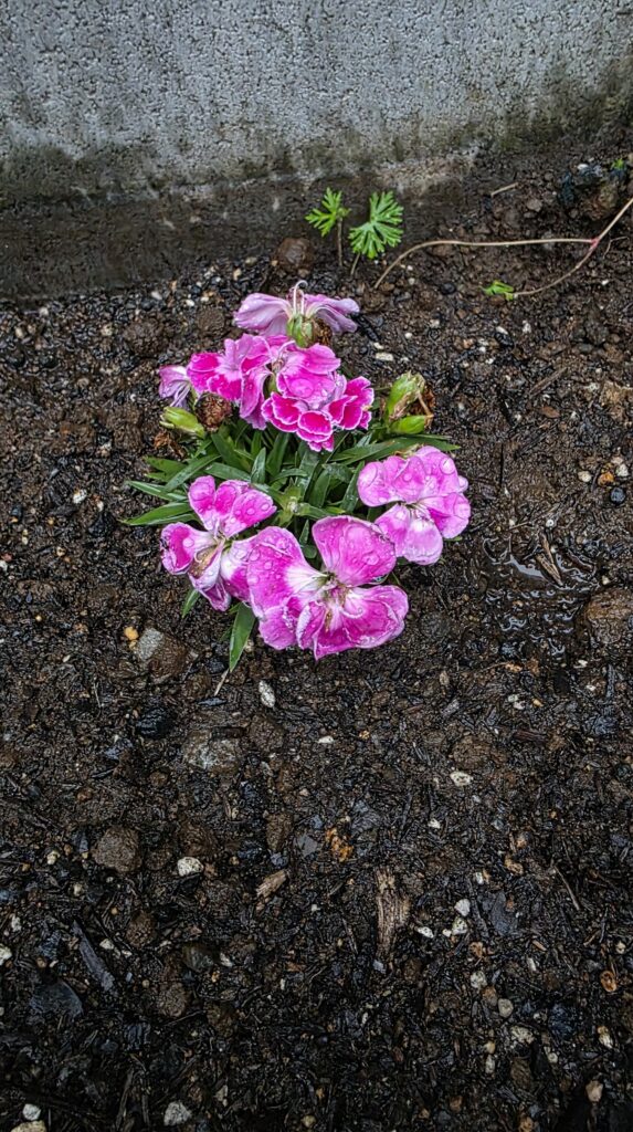 地植えしたダイアンサスの写真。鮮やかなピンクの花をいくつも咲かせている。