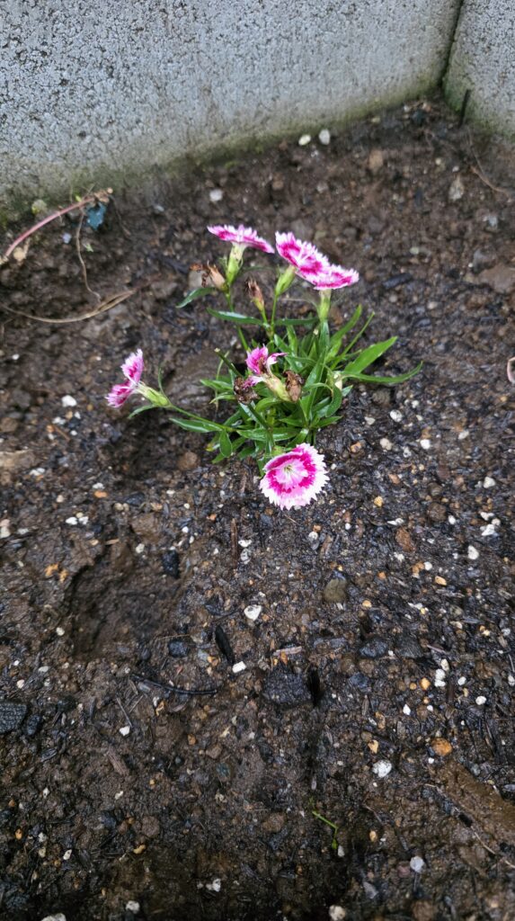 地植えしたトコナツナデシコの写真。小さいが健気に咲いている。