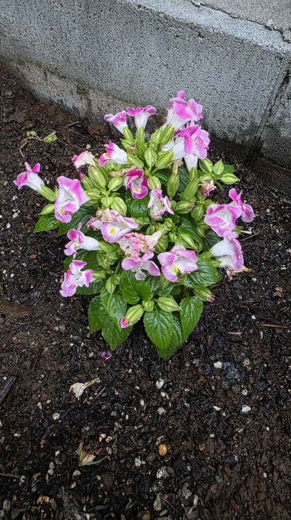 地植えしたトレニアの写真。たくさんの花が咲いている。