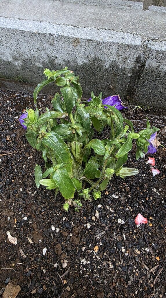 急ごしらえの土の上に地植えしたカンパニュラの写真。花弁は色が茶色くなり、元気がない。