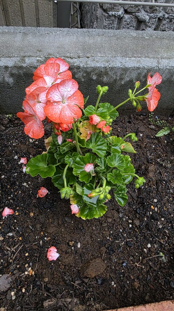 地植えしたゼラニウムの写真。サーモンピンクの大きな花を咲かせている。