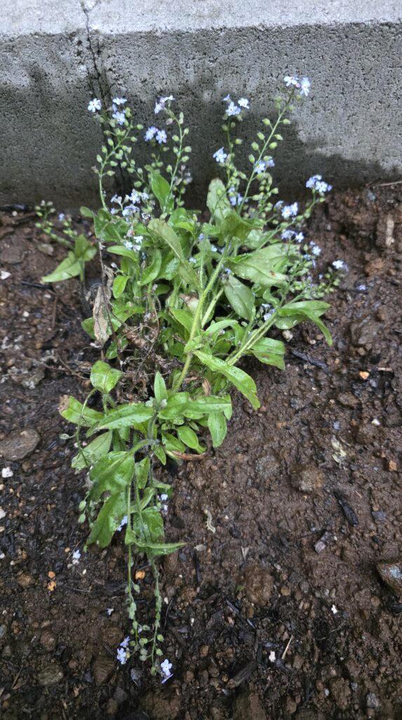 地植えした忘れな草の写真。茎がところどころ黒く萎れており、花も這うように頭を垂れてしまっている。
