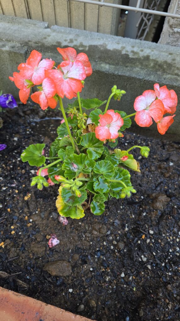 地植えしたゼラニウムの写真。植えた当初からずっと元気に大きなサーモンピンクの花を咲かせ続けている。