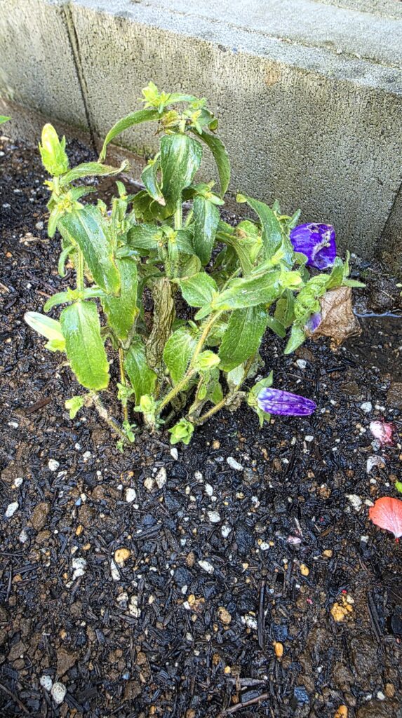 地植えしたカンパニュラの写真。右下の蕾だった部分が確かに紫に色づいている。