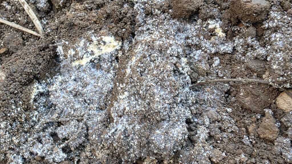 米ぬかを撒いて雑草を鋤き込んでいた部分を掘り返したら地中で米ぬかや土をくっつけるように糸状の胞子が出ていた。微生物が活発に活動している。