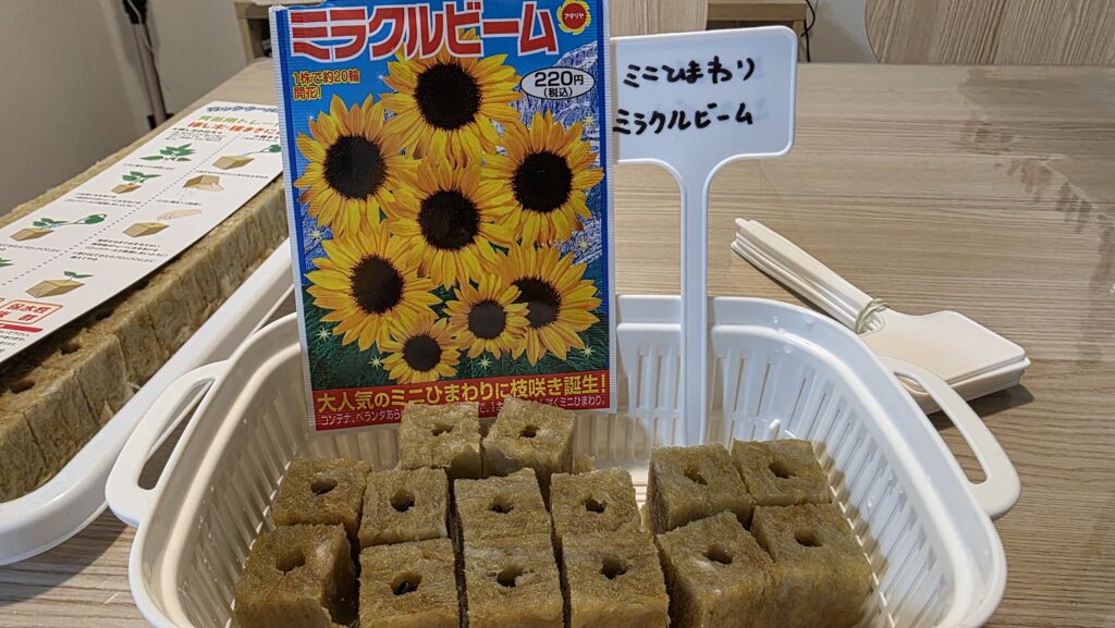 ミニひまわり　ミラクルビームの種をロックウールに入れて園芸用ネームプレートに名前を書いて豆苗プランターにセットした様子。