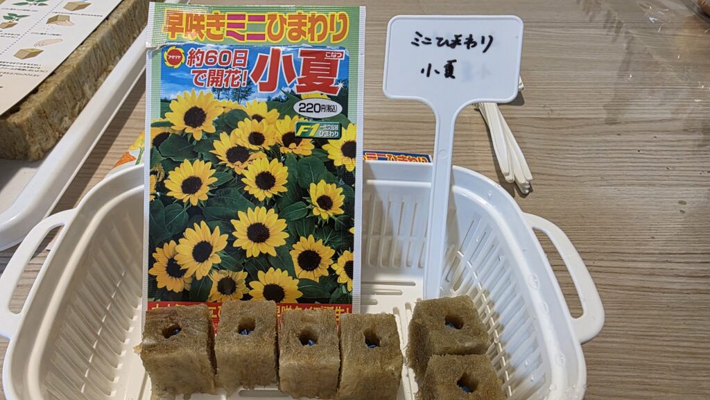 ミニひまわり　小夏をロックウールに種まきして園芸用ネームプレートに名前を書いて豆苗プランターに並べた様子。