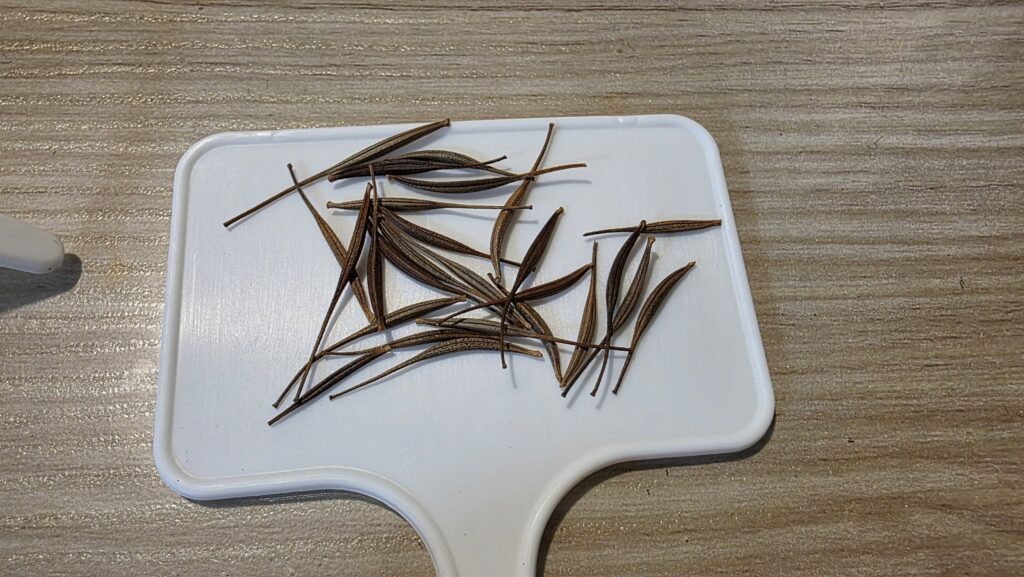 黄花コスモスの種子が変わった形をしていたので見やすく外に並べて撮影した物。