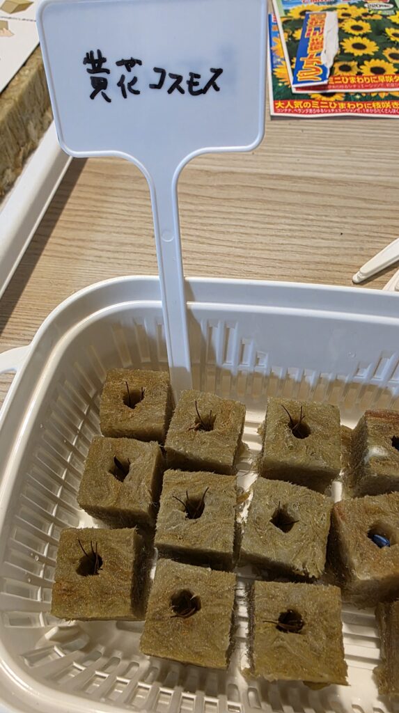 黄花コスモスの種をロックウールに蒔いて園芸用ネームプレートに名前を書き、豆苗プランターに並べた様子。