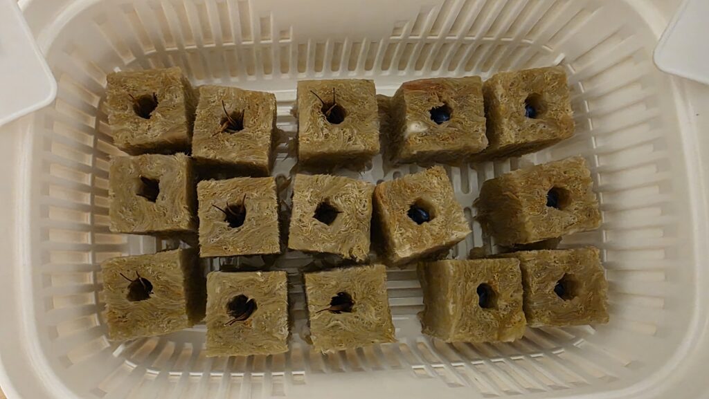 種を蒔いて次の日の夜の黄花コスモスとミニひまわり　小夏の豆苗プランターの様子。まだ特に変化はない。