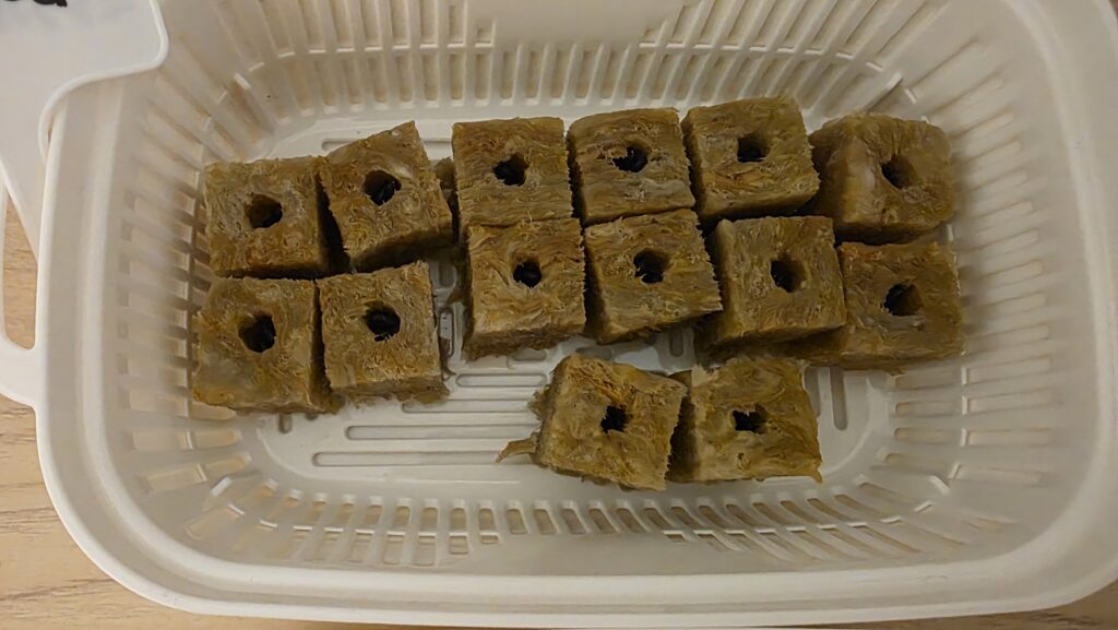 種を蒔いてから一日後のミニひまわり　ミラクルビームのロックウールが並んでいる豆苗プランターの様子。まだ特に変化はない。