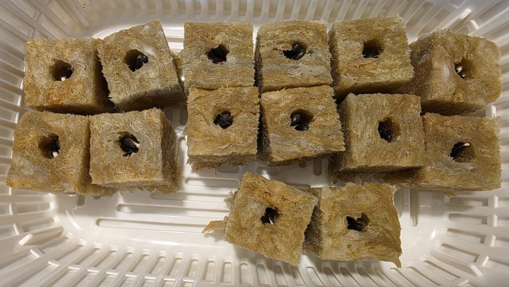 種を蒔いてから二日後のミニひまわり　ミラクルビームの豆苗プランターの様子。種から少し白いものが伸びて来て芽が出そうになっている。