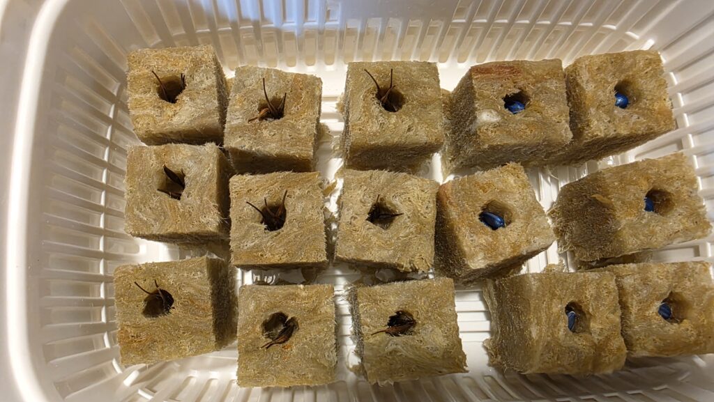 種を蒔いてから二日後の黄花コスモスとミニひまわり　小夏の豆苗プランターの様子。小夏の方に少し白いものが伸びてきている種がいくつか見える。