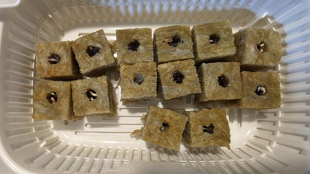 種を蒔いてから三日後のミニひまわり　ミラクルビームの豆苗プランターの様子。ほぼ全てのロックウールの種から白いものが伸びて来て今にも芽が出そうだ。