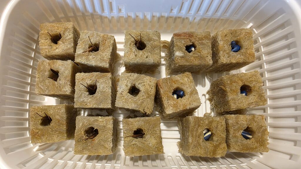 種を蒔いてから三日後の黄花コスモスとミニひまわり　小夏の豆苗プランターの様子。小夏の方はほぼ全ての種が芽を出そうとしている。