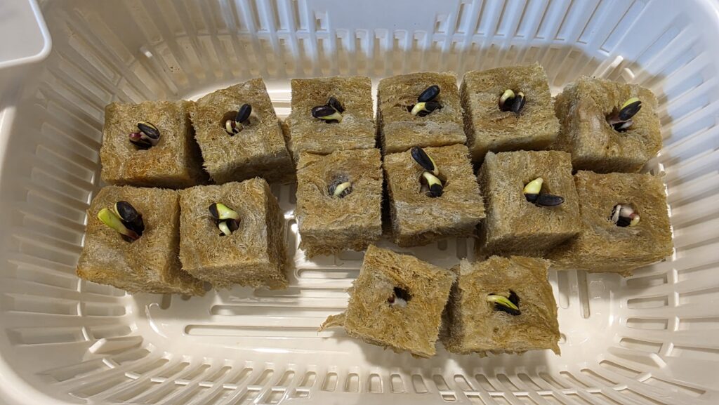 種を蒔いてから四日後のミニひまわり　ミラクルビームの豆苗プランターの様子。緑色の「芽」と言ってもいいものがほとんどのロックウールから伸びてきている。発芽した。