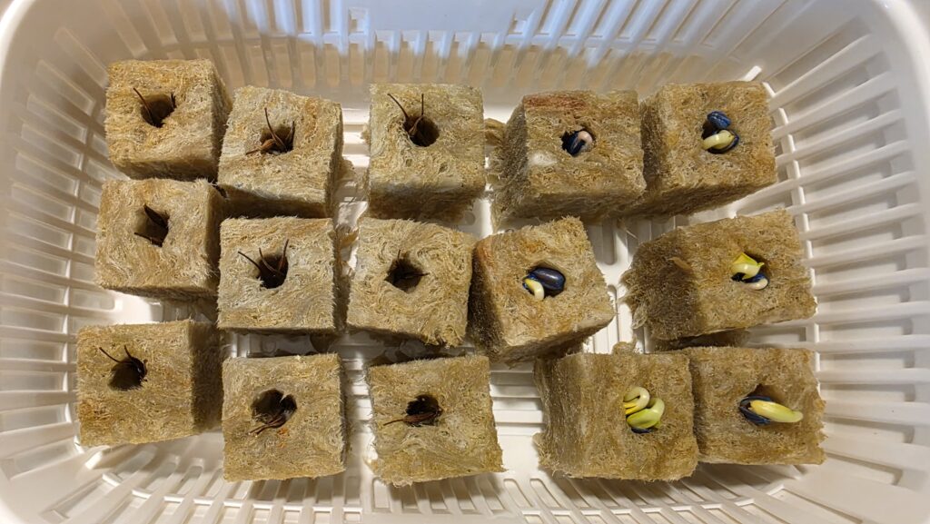 種を蒔いてから四日後の黄花コスモスとミニひまわり　小夏の豆苗プランターの様子。小夏の方は緑の「芽」がほとんどの物で出てきている。黄花コスモスの方にも少しだけ最初とは違う様子になっている種があり、動きが出てきた。