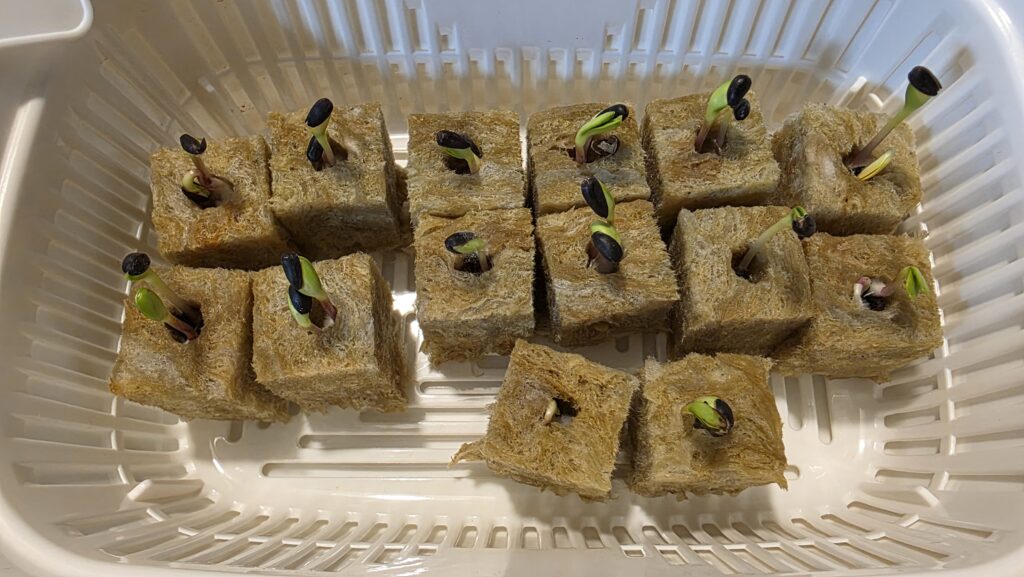 種を蒔いてから5日後のミニひまわりミラクルビームの豆苗プランターの様子。ほとんどのロックウールから芽が外に伸びてきている。