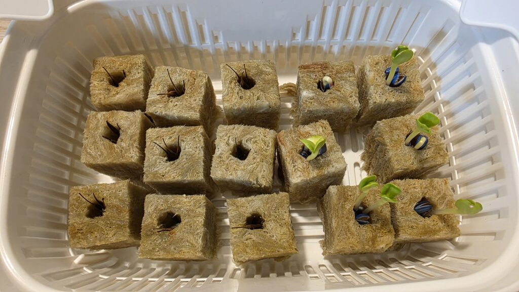 種を蒔いてから5日後の黄花コスモスとミニひまわり小夏の豆苗プランターの様子。小夏はほとんど全部穴の外に芽が飛び出してきた。黄花コスモスもほんのわずかに膨らんだり裂け目が出来てきた芽がある。
