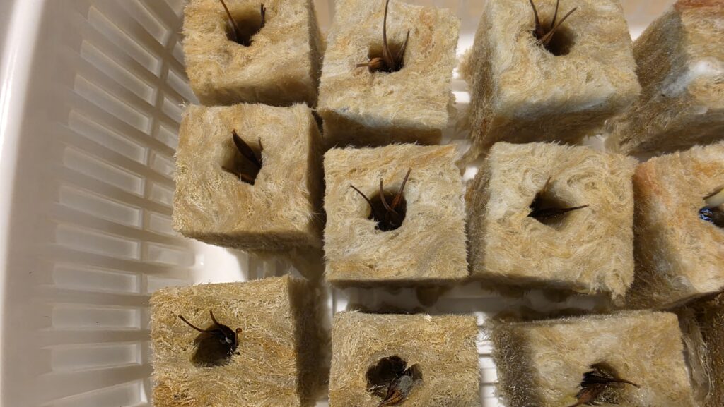 種を蒔いてから5日後の黄花コスモスの様子。ほんのわずかに膨らんだり裂け目が出来てきた芽がある。