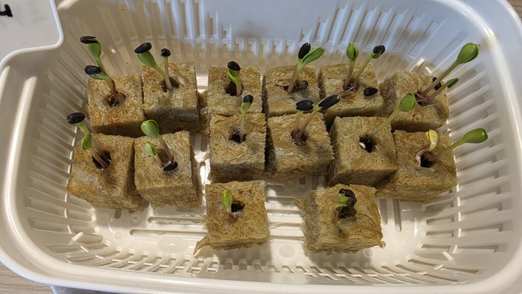 種を蒔いてから6日後のミニひまわりミラクルビームの豆苗プランターの様子。ほぼ全て芽だとはっきり分かる緑が伸びて、今にも開こうとしている。