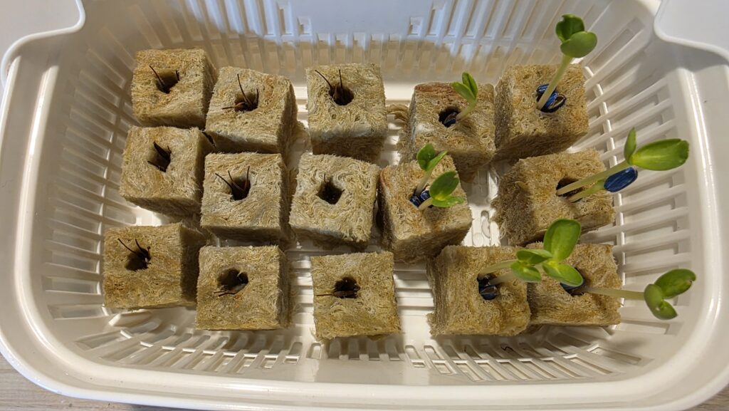 種を蒔いてから6日後の黄花コスモスとミニひまわり小夏の豆苗プランターの様子。黄花コスモスはまだあまり変化はない。小夏の方は双葉が開いているものもいくつか出てきている。ロックウールの中で根も伸ばしている。