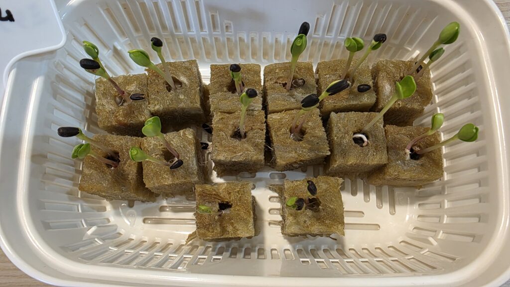 種を蒔いてから7日後のミニひまわりミラクルビームの豆苗プランターの様子。 全ての穴から双葉が伸びて、ロックウールの下からはちょろっと根っこも伸びている。