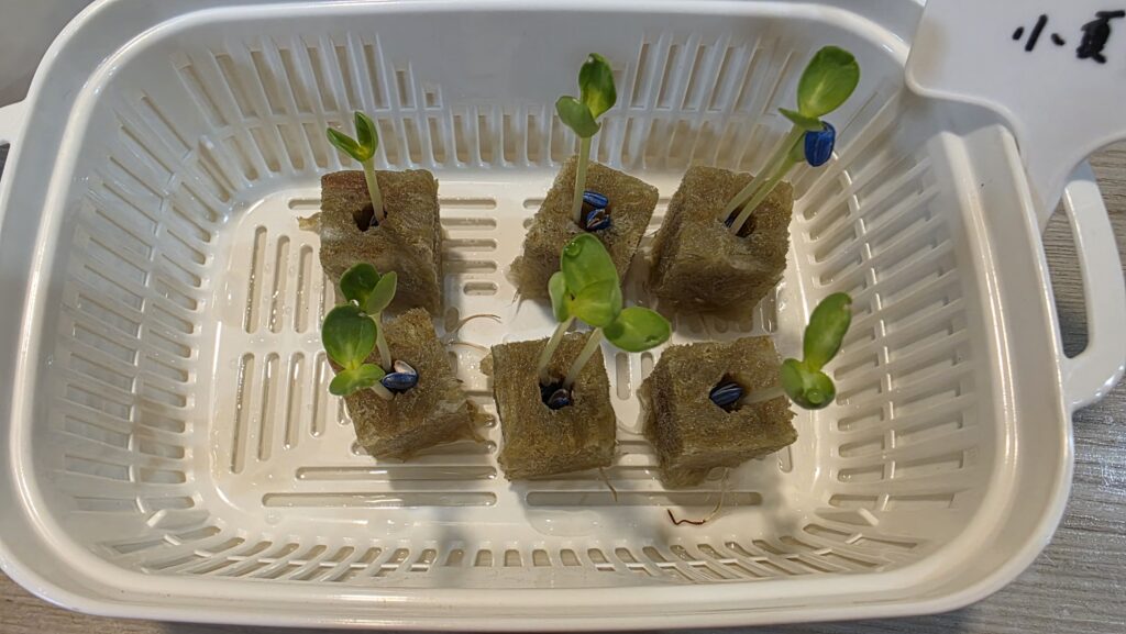 種を蒔いてから7日後のミニひまわり小夏の豆苗プランターの様子。双葉も開き始め、ロックウールの下からは根っこがちょろっと伸びている。
