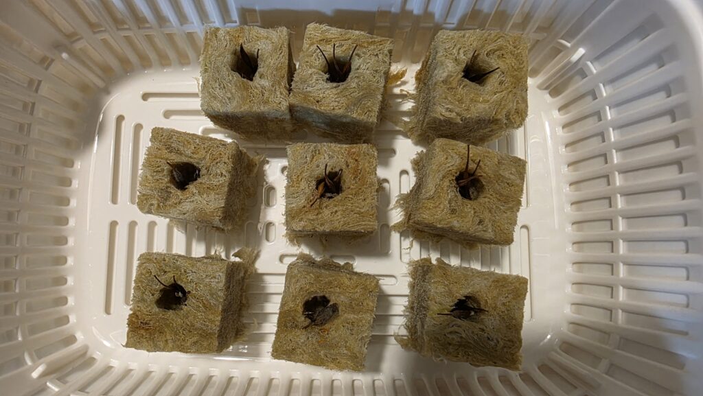 種を蒔いてから7日後の黄花コスモスの豆苗プランターの様子。ミニひまわり達の生育が早かったので豆苗プランターを分けてみた。こちらもかすかにだが日々変化しているので引き続き見守りたい。