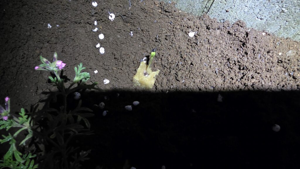 ロックウールで発芽したミニひまわりミラクルビームを土に乗せ、土をかぶせる前の状態。
