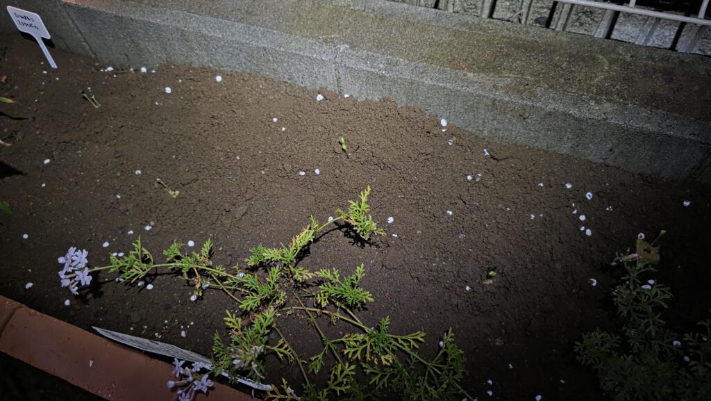 ミニひまわりミラクルビームを花壇にいくつか植え付けた後の状態。