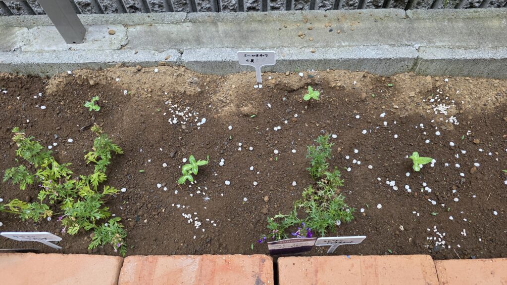 花壇にナメトールを散布した後の状態。株と株の間の空間に白い粒が撒かれている。