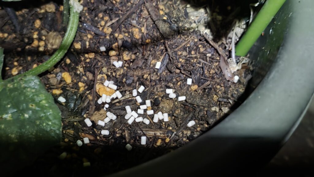 ナメトールの粒にナメクジが誘引され、食べに来ている様子。