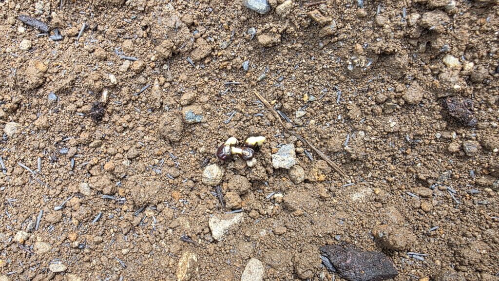 種を蒔いてから四日後の菜園をよく観察してみるとオクラの芽が一つ土から出てきていた。