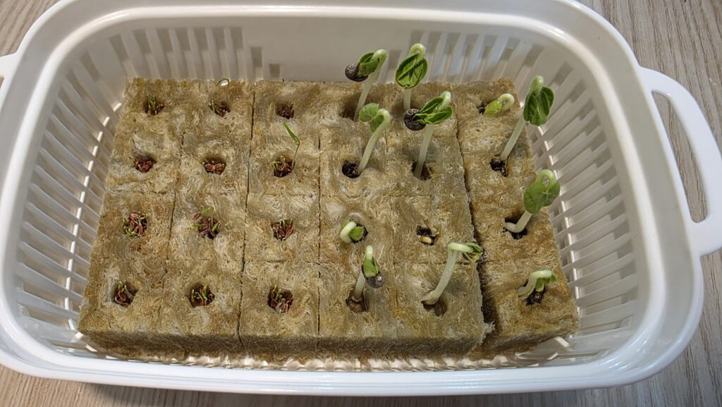 種を蒔いてから五日後のロックウールの様子。オクラはほぼ全てが芽を伸ばし、双葉を開こうとしている。にんじんも小さな芽がたくさん出てきている。