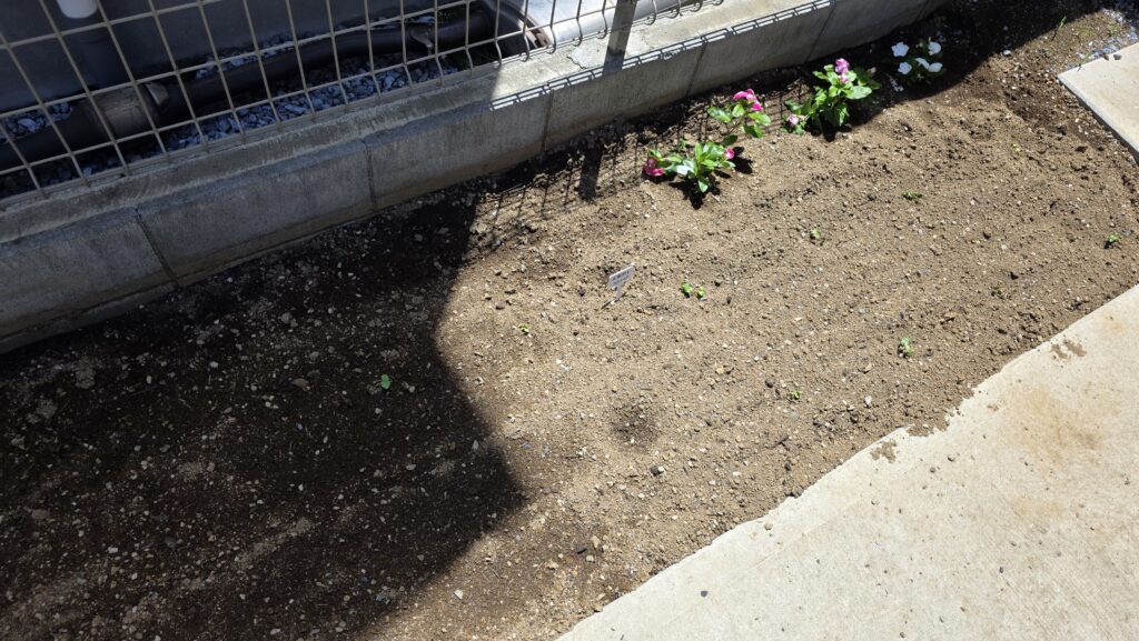 種を蒔いてから六日後の菜園の様子。離れて見てもオクラの芽が出てきているのが分かる。