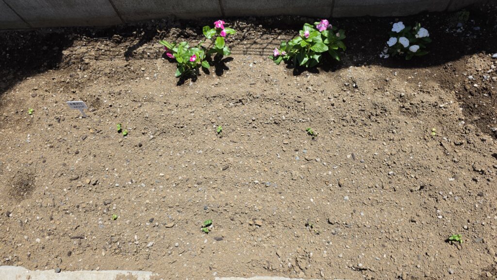 種を蒔いてから六日後の菜園の様子。離れて見てもオクラの芽が出てきているのが分かる。