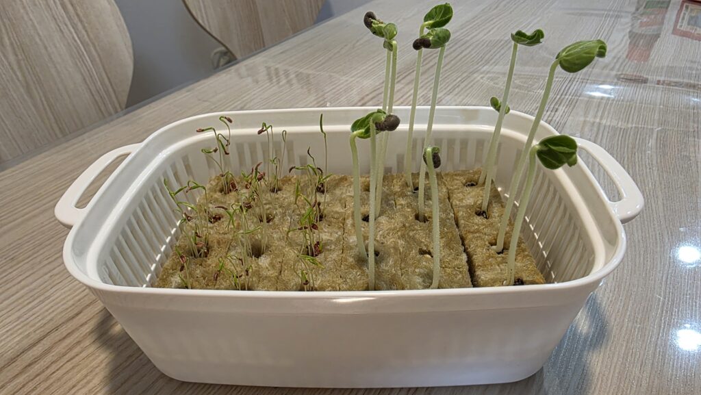 種を蒔いてから六日後のロックウールの様子。オクラは一気に芽が長く伸びて双葉もはっきりと出てきた。にんじんも小さな芽がひょろひょろとたくさん出ている。