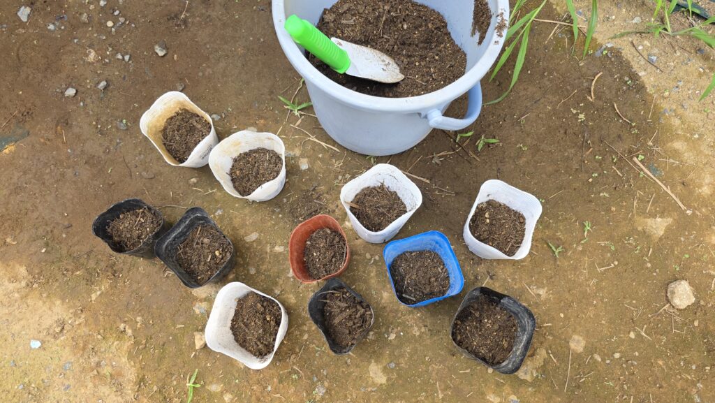 ロックウールに蒔いたオクラを植え付けるためにポットに培養土を入れている様子